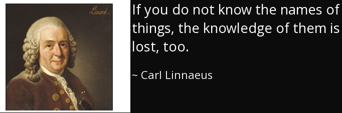 If you don't know the names of things, the knowledge of them is lost, too