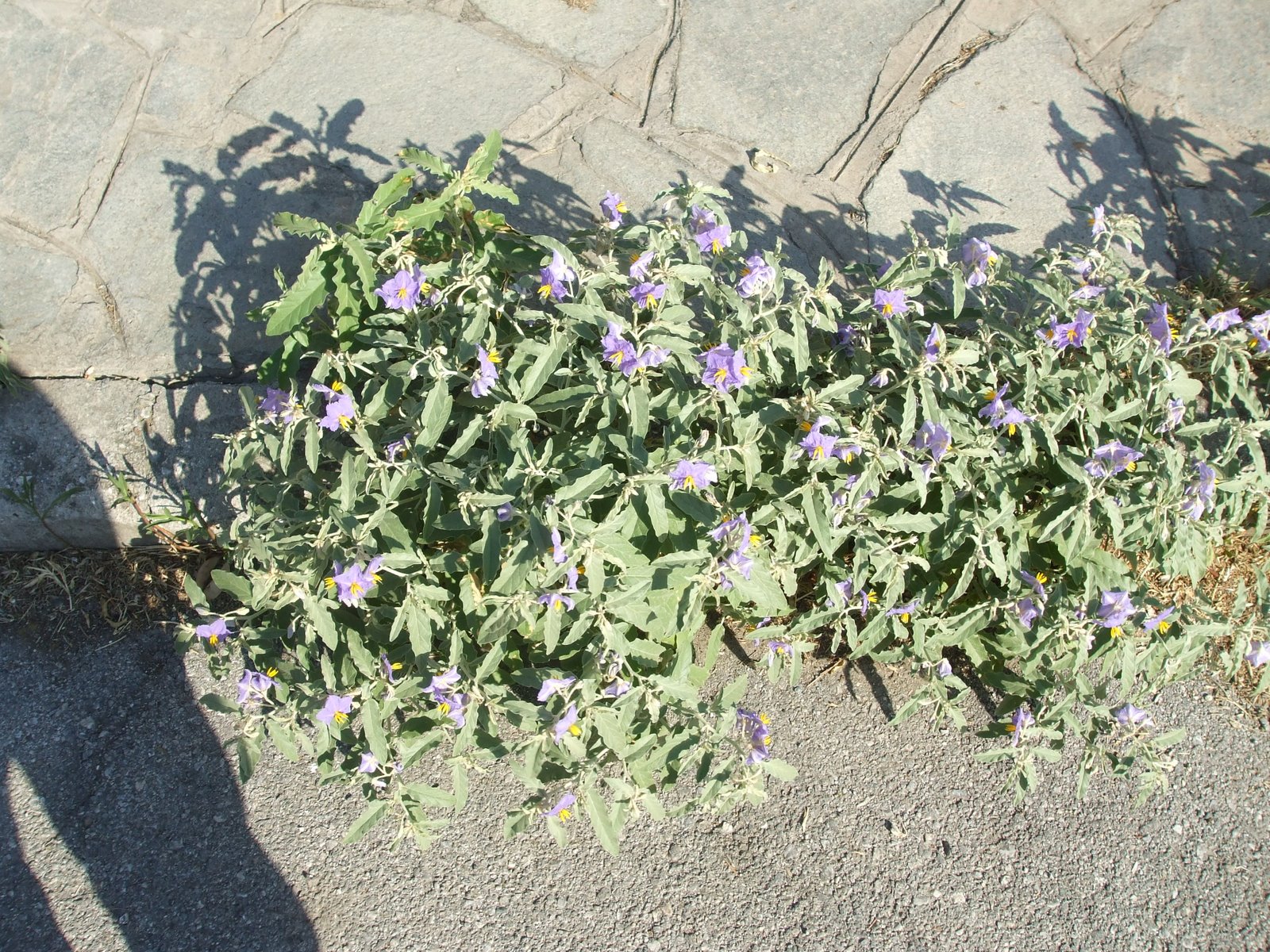 plants in Thessaloniki