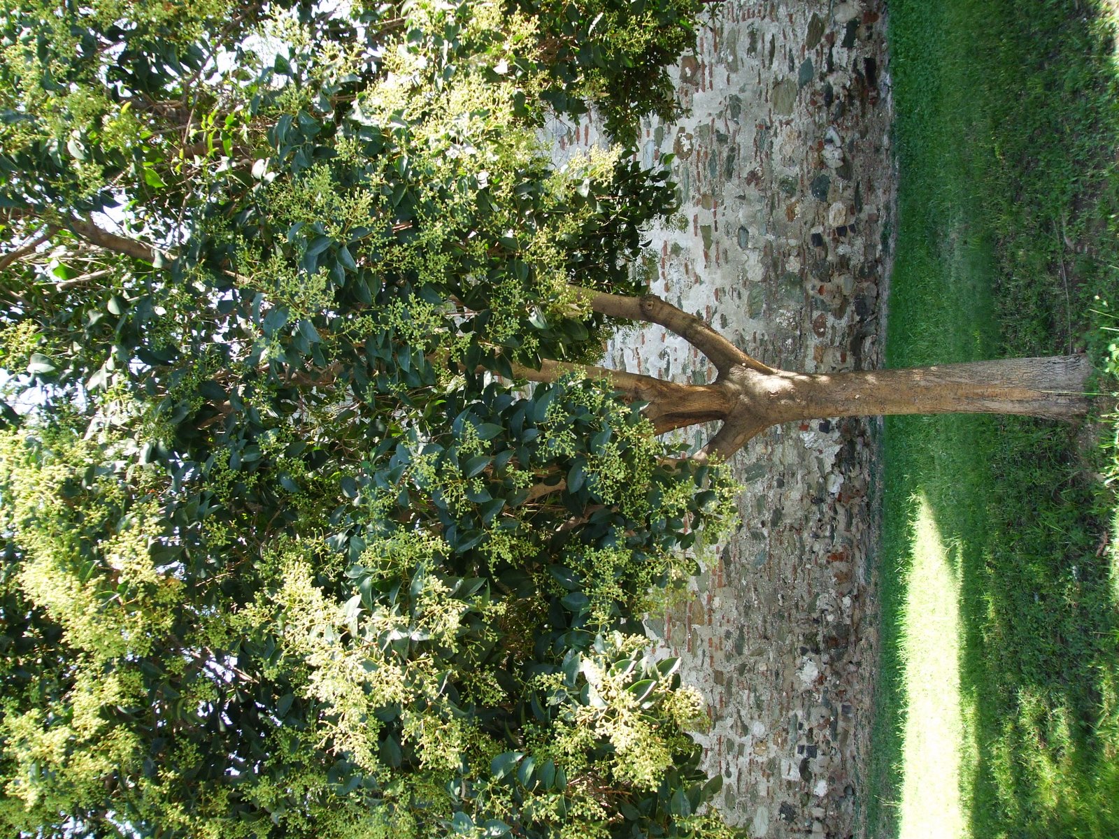 plants in Thessaloniki