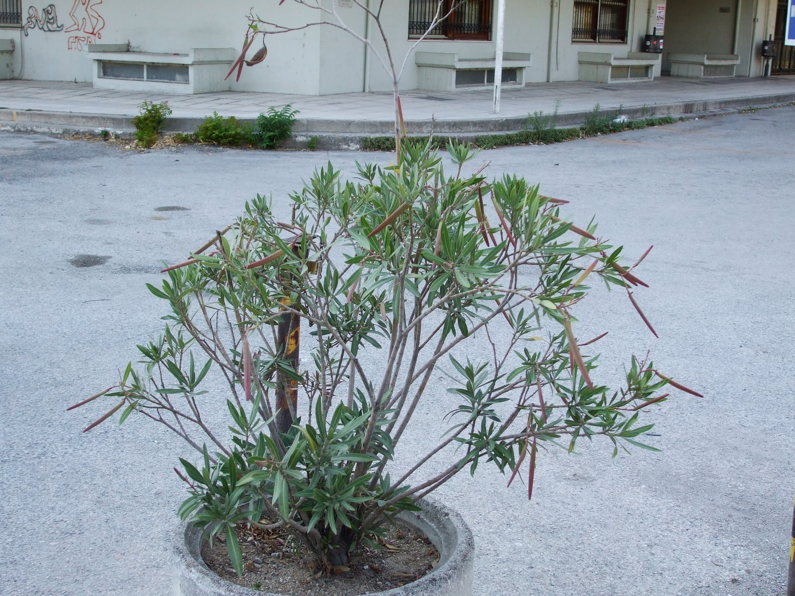 plants in Thessaloniki