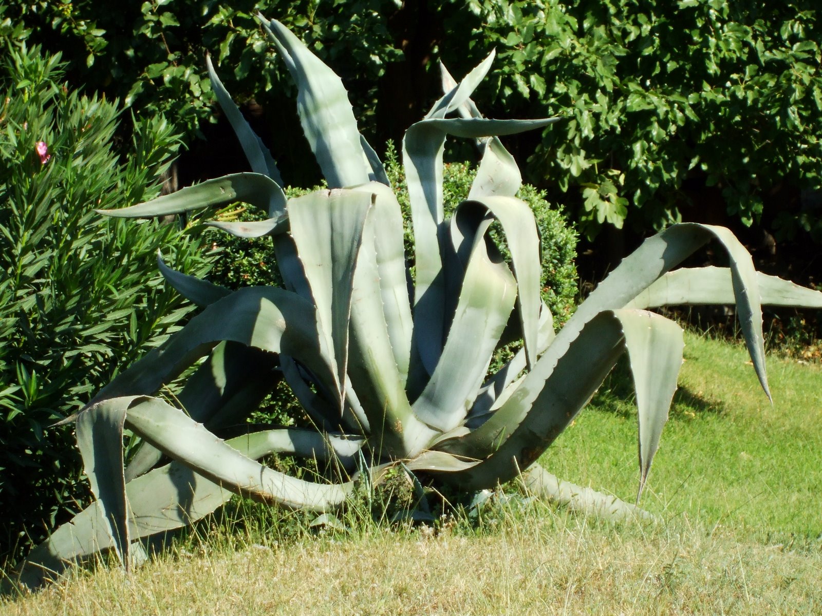 plants in Thessaloniki