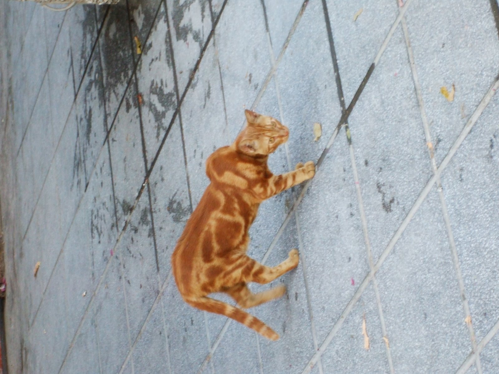 Thessaloniki cat