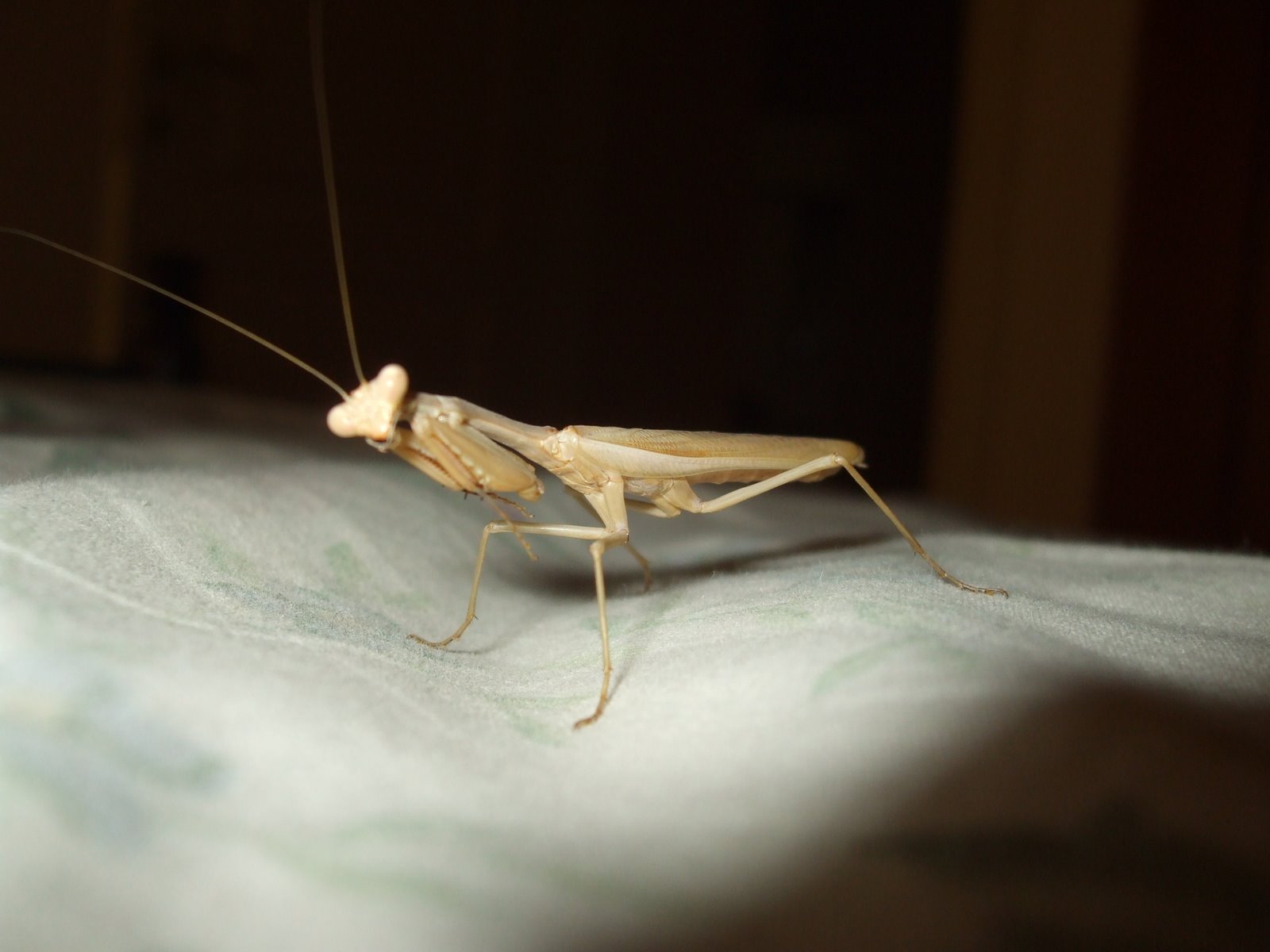 Praying mantis in Kyparissi