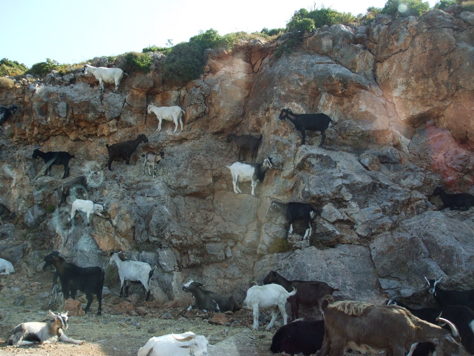 goats on the rocky sides of the road: take me! no, take me! :)