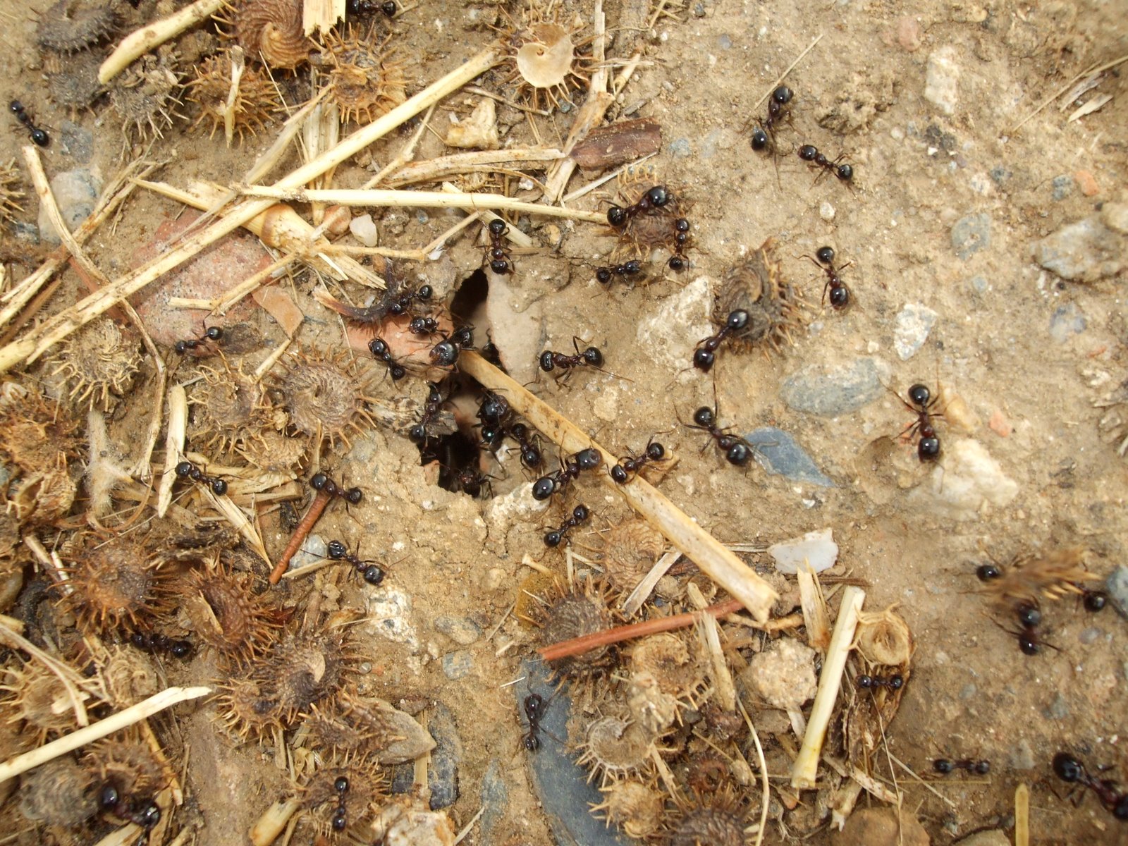 black ants in Greece are slightly bigger than in Romania