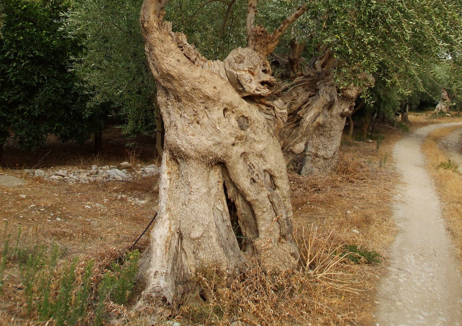 if I stay still maybe they will think it's an olive tree!