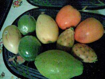 My own photo of the fruits